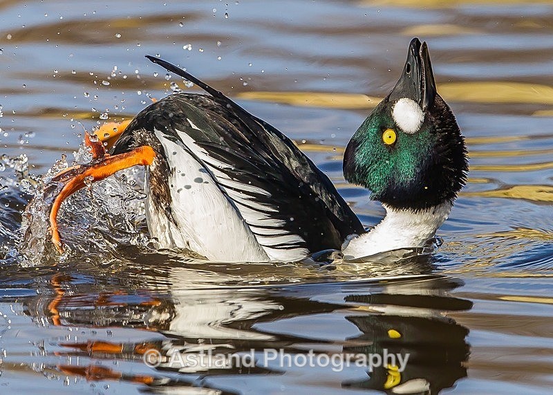 Astland Photography, Bird and Wildlife Images, Susan and Peter Wilson, U.K.