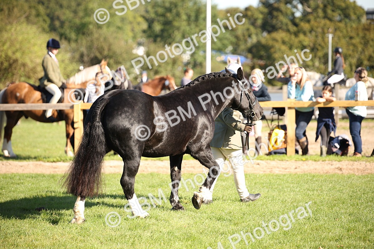 SBM_36540 - S10 - Best In Hand Horse & Pony