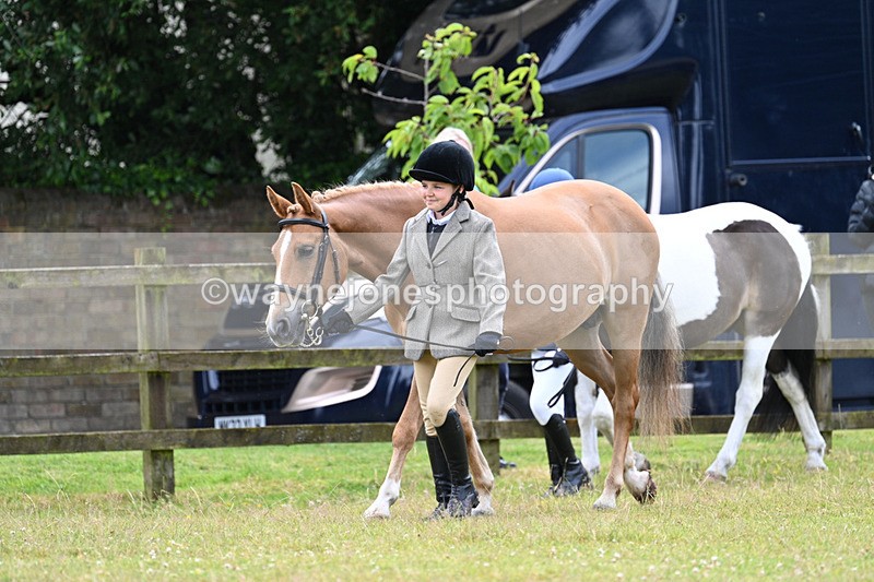 WJ7_6514 - Class 5 Handsome Gelding in hand