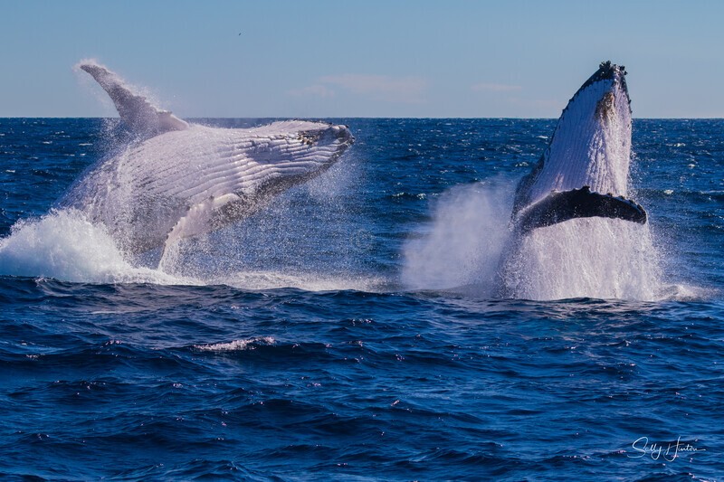 Double Breach 7.0A3A3068 - 2025 Whales
