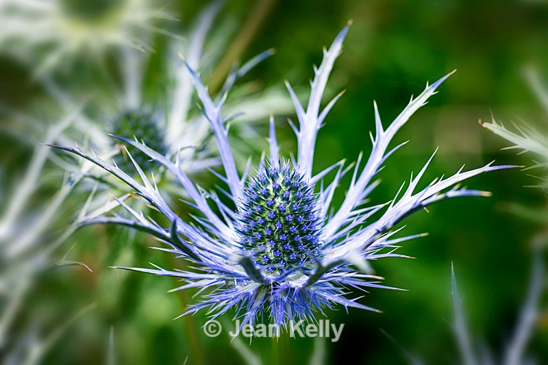 Alpen Mannstreu - DSC_5257 - Blue