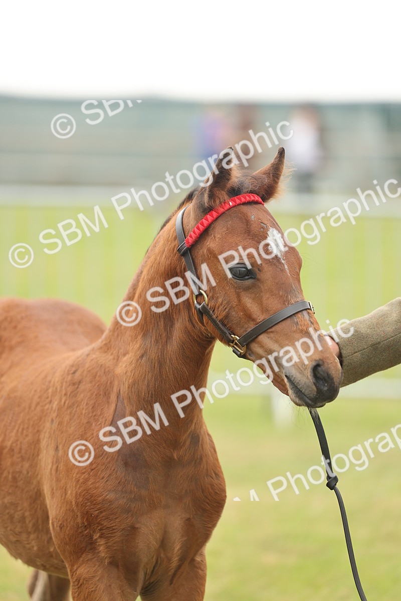 SBM_05535 - Class 68-73 - Riding Pony Breeding