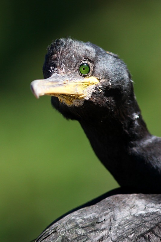 Shag - All Other Birds