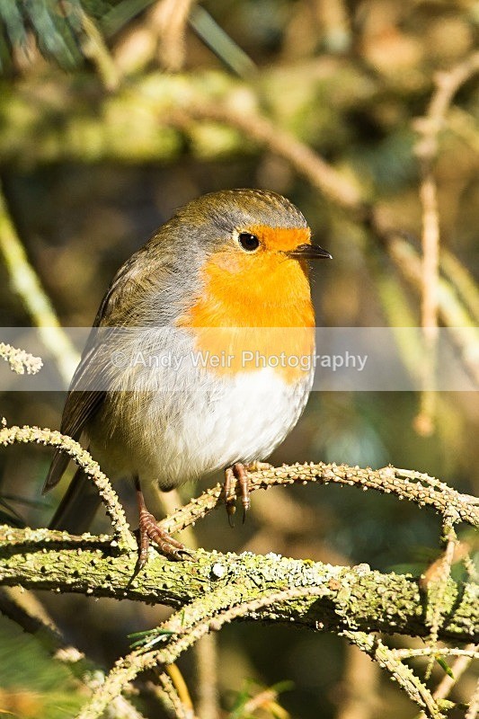 20121027-_MG_1186 - Robin
