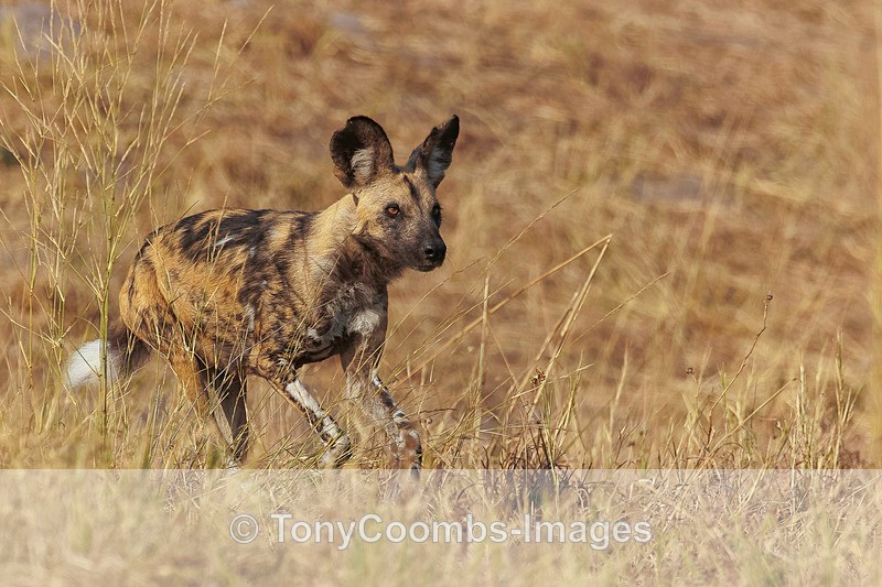 Wild Dog - Botswana ~ The Mammals
