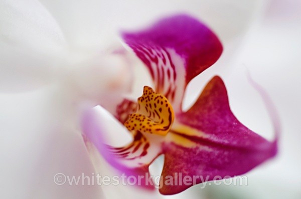 White Orchid - Up Close !