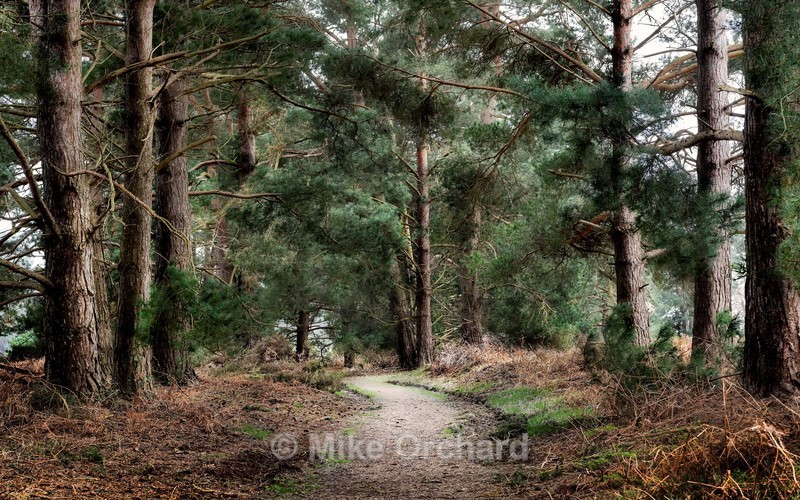 Rendlesham Forest_Suffolk - Landscapes