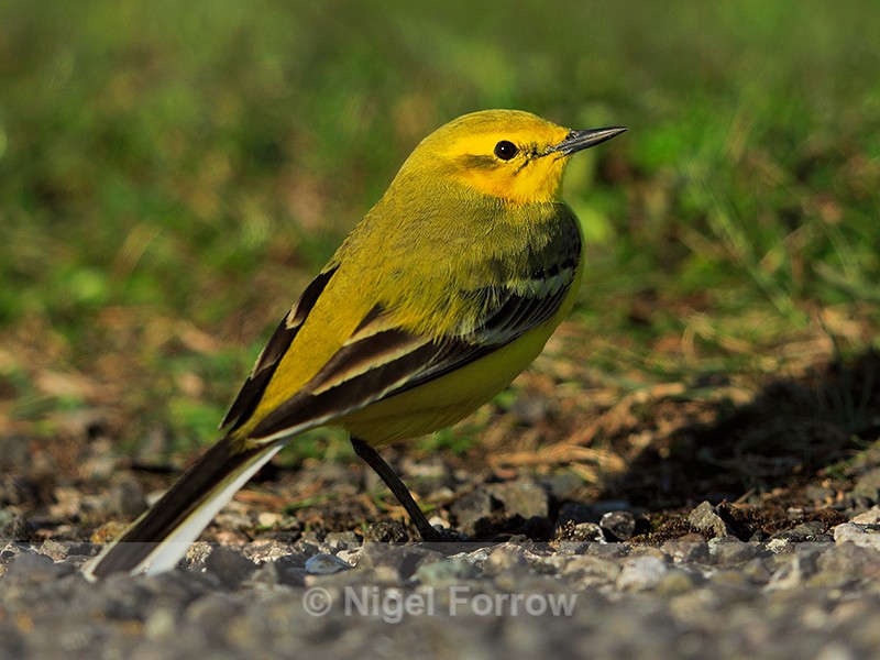 Yellow Wagtail (male) near the treatment works at Farmoor - Yellow Wagtail