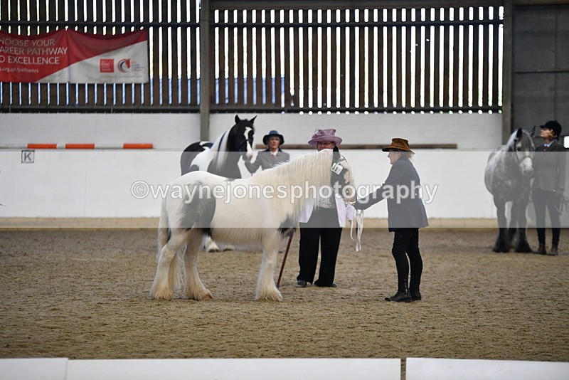 WJ5_5435 - Class 8 In hand cob
