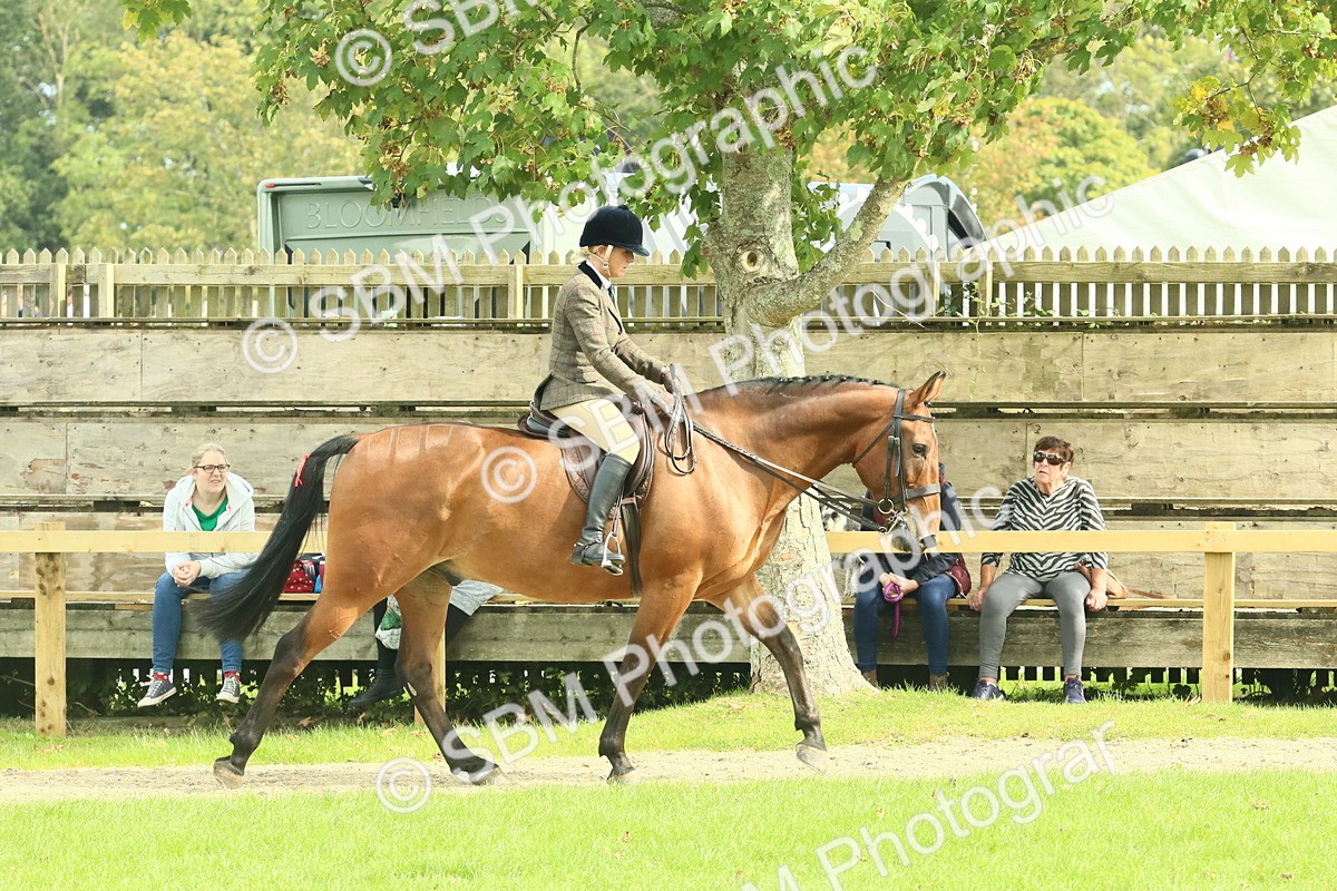 SBM_66698 - S34 - Rehabilitated Rescue Horse & Pony In Hand & Ridden