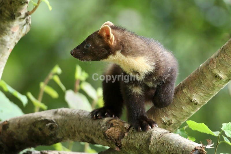 Pine Marten - Pine Marten
