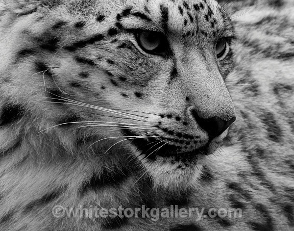 Snow Leopard - Wildlife and Animals