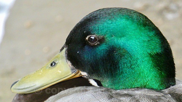Mallard Duck - Male - BIRDS & INSECTS
