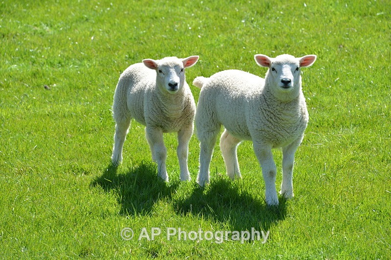 ACP_4178 - Sheep