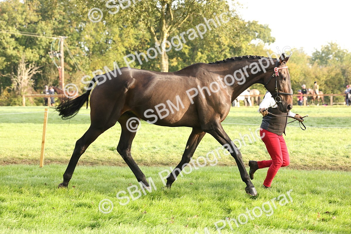 SBM_54953 - S52 - Riding Horse & Hack & thoroughbred In Hand
