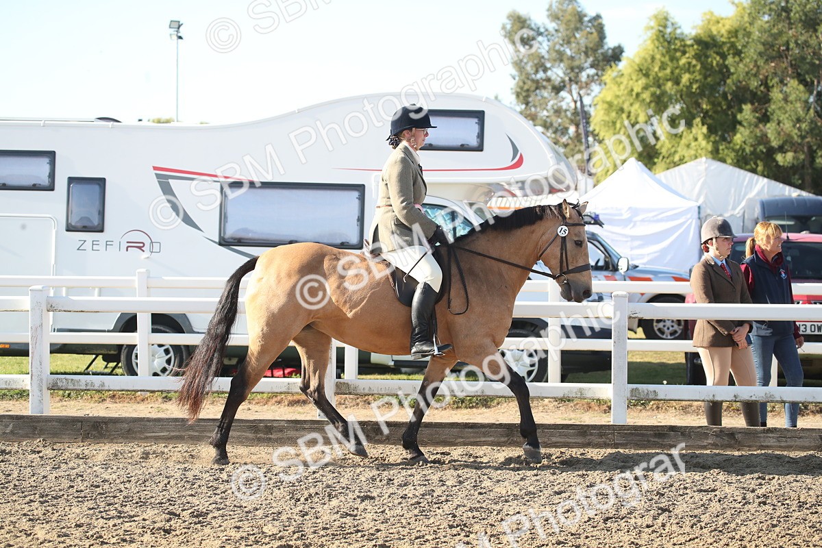 SBM_11610 - Class 502 - Riding Club Horse