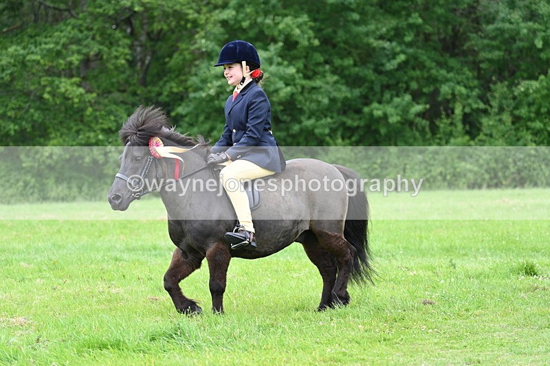 WJ7_4344 - Class 14A Handsome Gelding