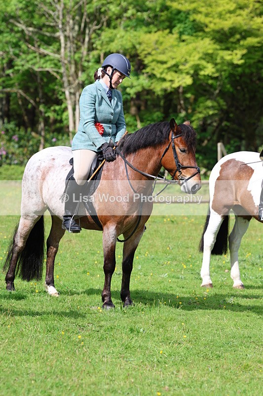 3E7A2739 - Working Hunter Championship