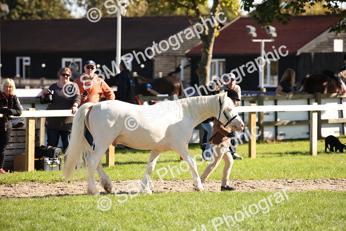 SBM_36574 - S10 - Best In Hand Horse & Pony