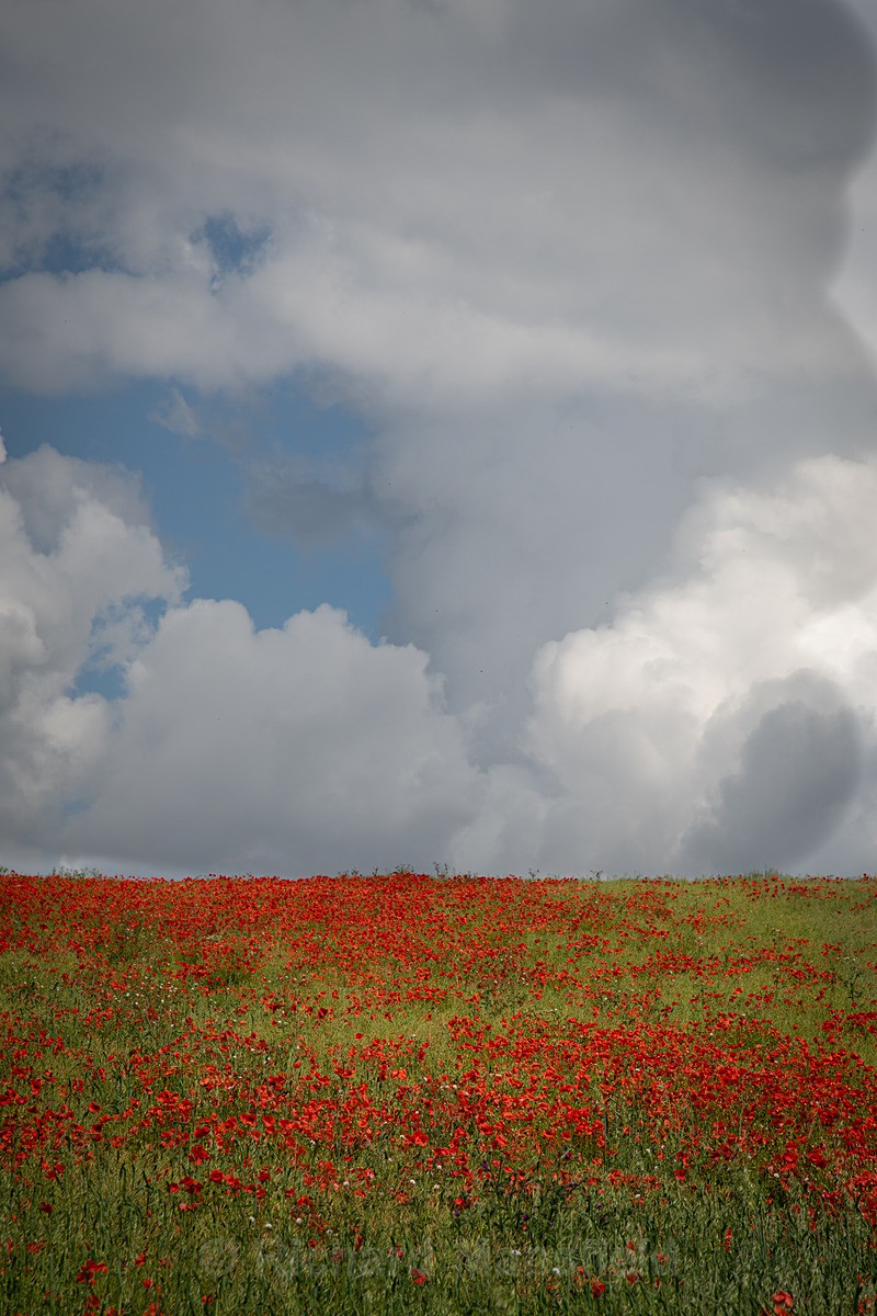  - Landscape