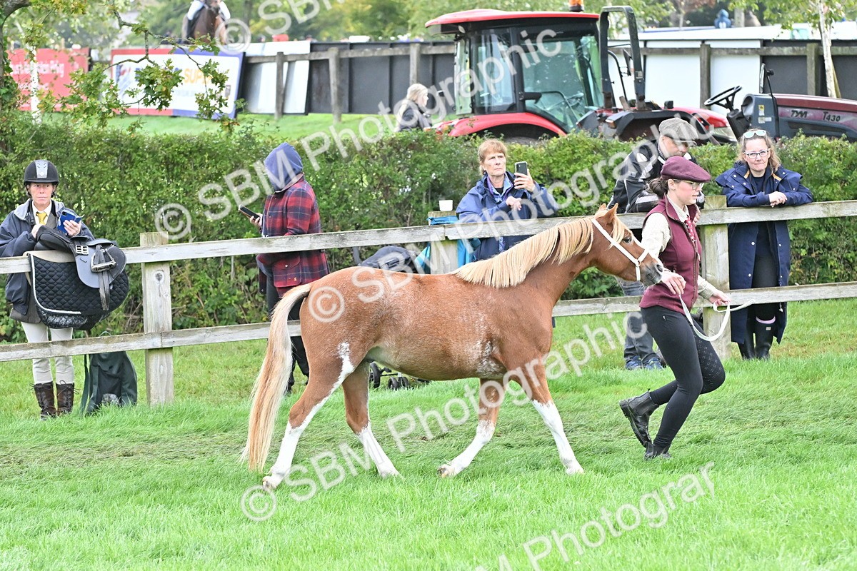SBM_56928 - S45 - Coloured Pony In Hand