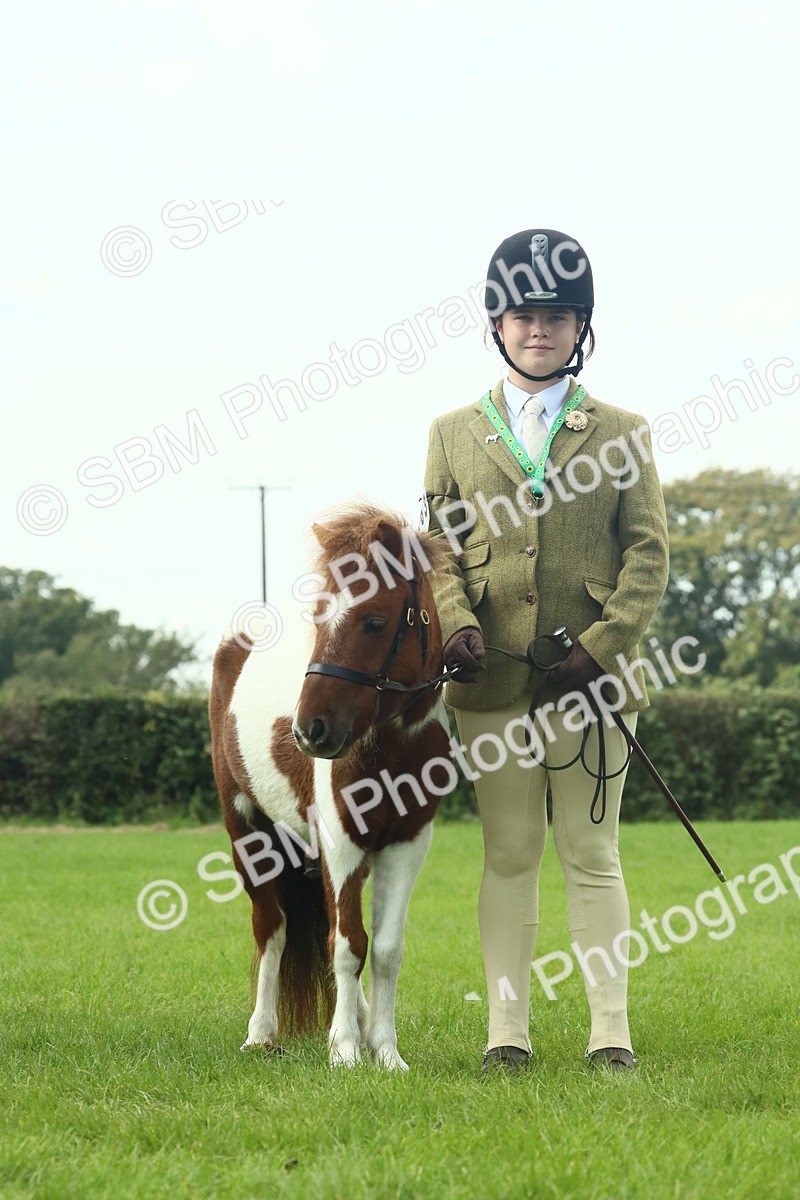 SBM_66429 - S34 - Rehabilitated Rescue Horse & Pony In Hand & Ridden