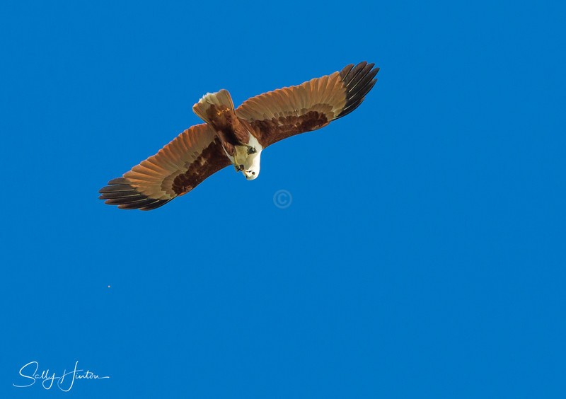 Brahminy Kite eating in flight 3