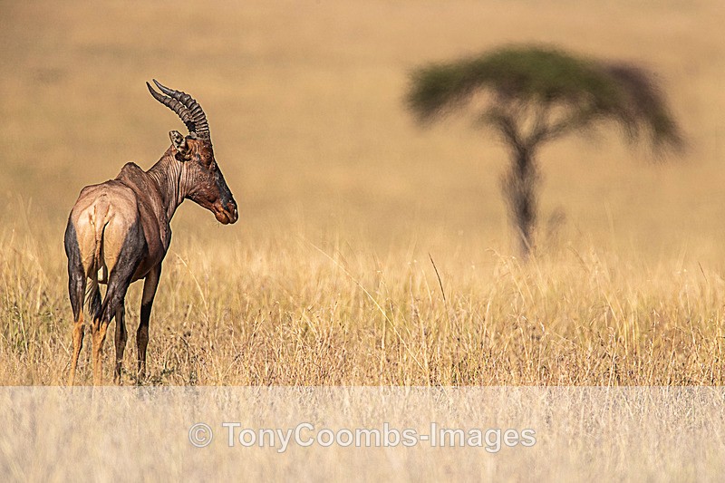 Topi - Mara North ~ Other Mammals