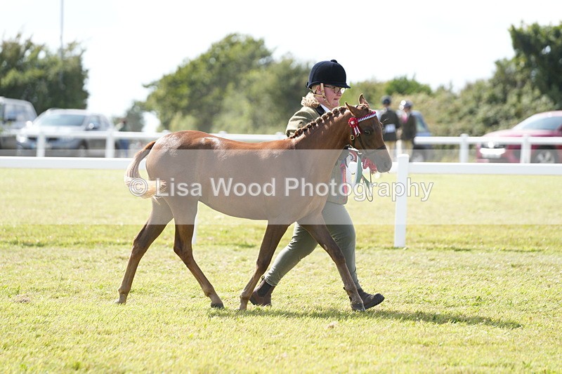 DSC07530 - Pony Breeding Championship