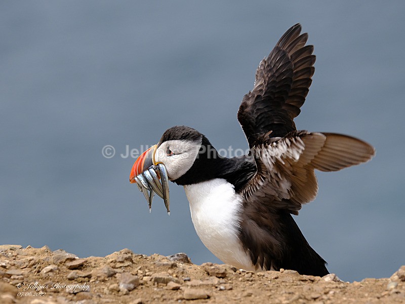  - Wildlife and Nature