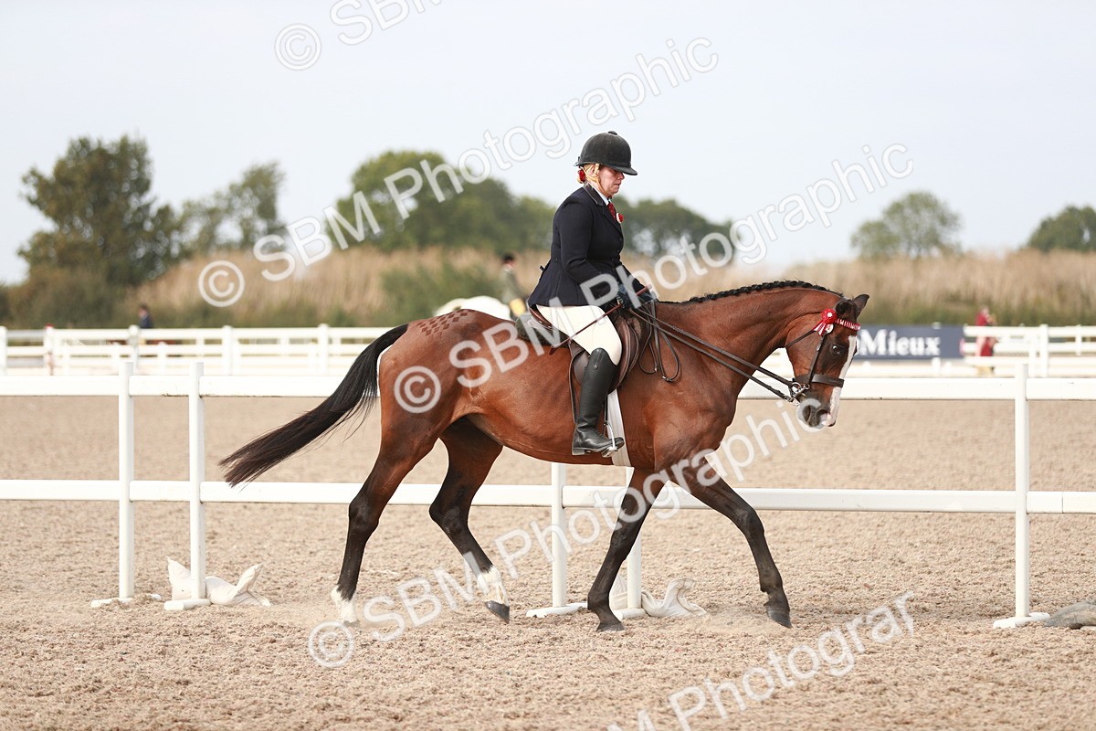 SBM_17443 - Class 215 Ridden Hack/ Riding Horse