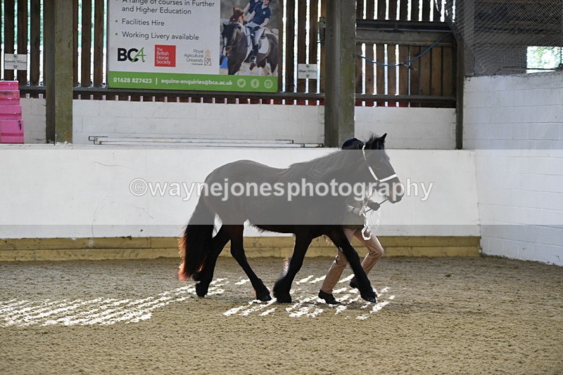 WJ5_3499 - Class 1 Youngstock