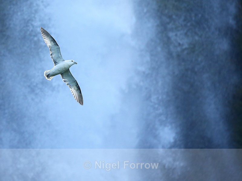 Fulmar in front of waterfall, Seljalandsfoss, Iceland - Fulmar