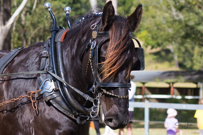 Clydesdale tacked up portrait 1. 0A3A7845 - 2025 Senic Rim Clydesdale Spectacular