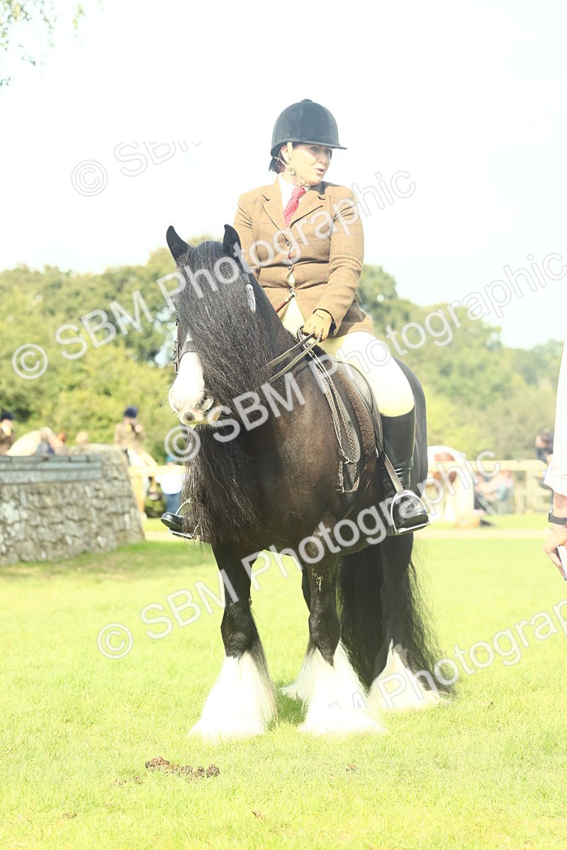 SBM_66613 - S34 - Rehabilitated Rescue Horse & Pony In Hand & Ridden