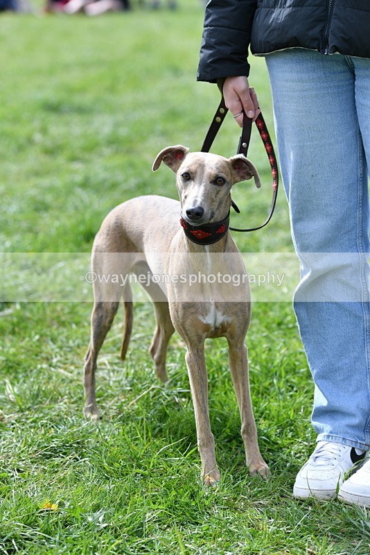 WJ5_9776 - Class 3 Most Handsome Dog