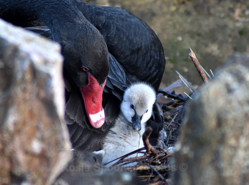Black Swan cygnets new 6 - Dawlish (mainly black swans)