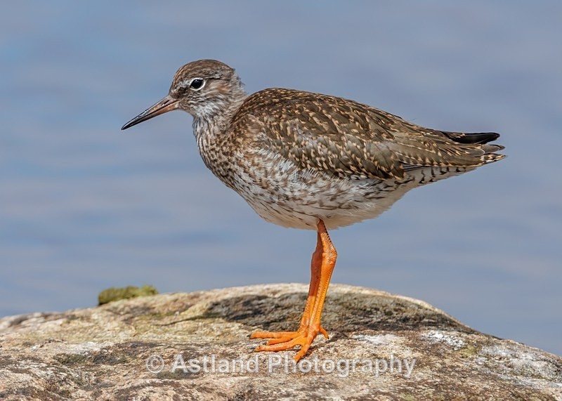 Redshank - Latest Images