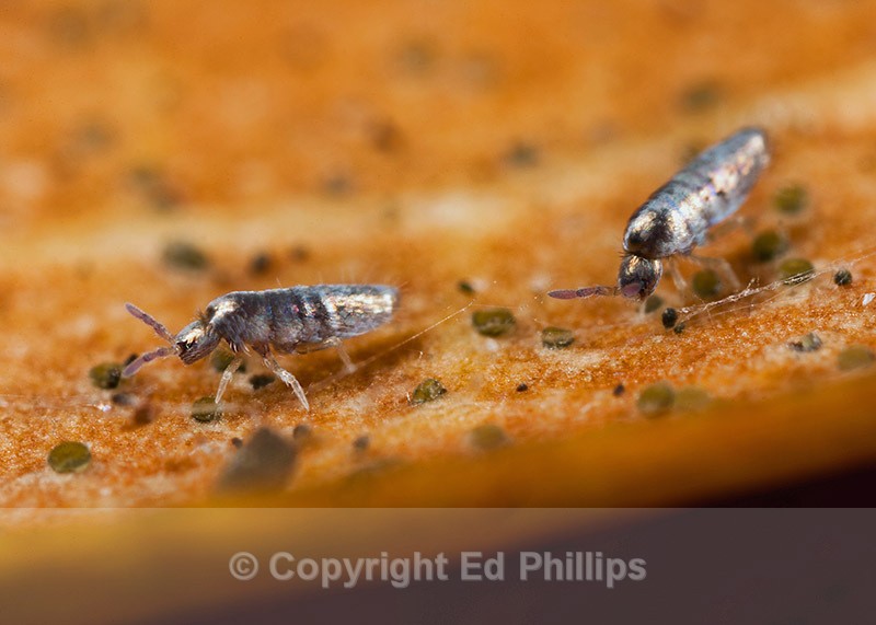 Lepidocyrtus curvicollis - Lepidocyrtus curvicollis