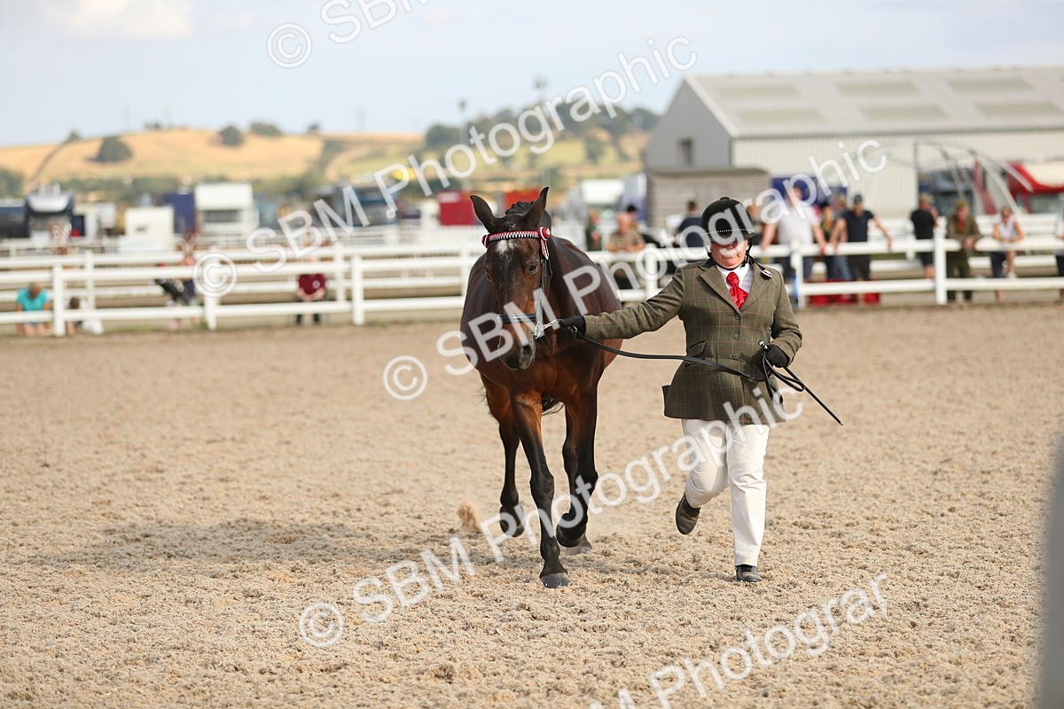 SBM_08598 - Class 28 - IH Veteran Horse