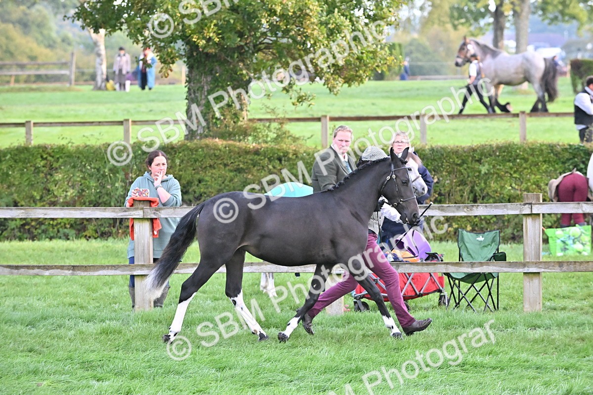 SBM_54595 - S44 - Youngstock In Hand