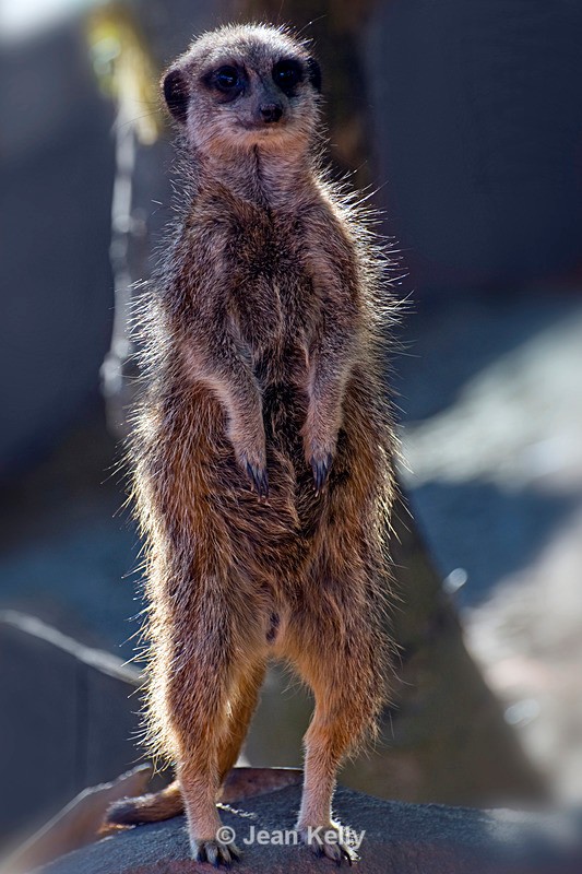 Meerkat - 7321 - Meerkats