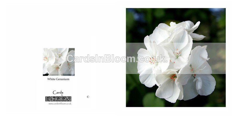 006 White Geranium - FLORAL GREETING CARDS