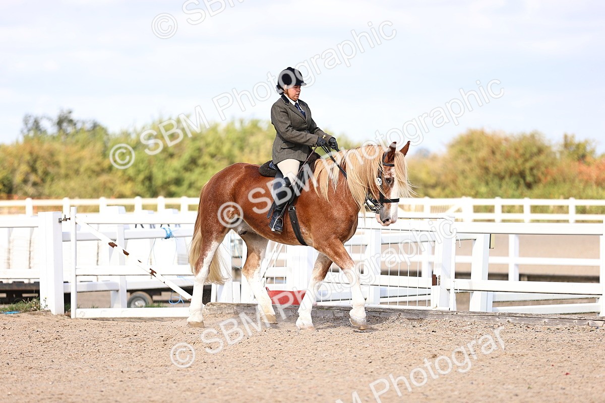 SBM_14356 - Class 412 - Handsomest Gelding (IH or Ridden)Adult