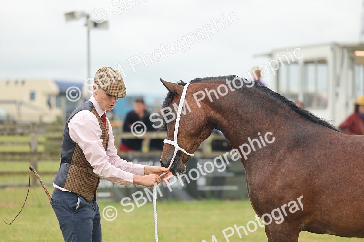 SBM_04829 - Class 50-57 - M&M Welsh Pony In Hand