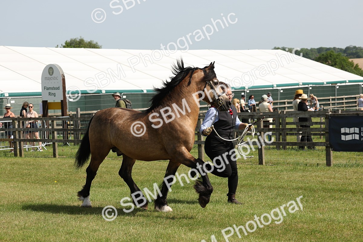 SBM_02280 - Class 6-13 - Mountatin and Moorland In Hand Welsh Breeds