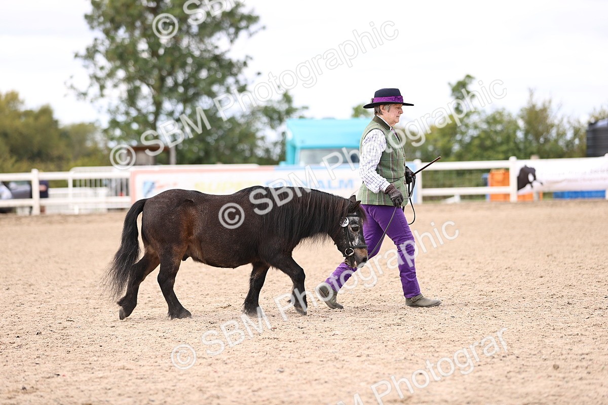 SBM_14183 - Class 415 - Horse-Pony judge would most like to take home (IH or Ridden)
