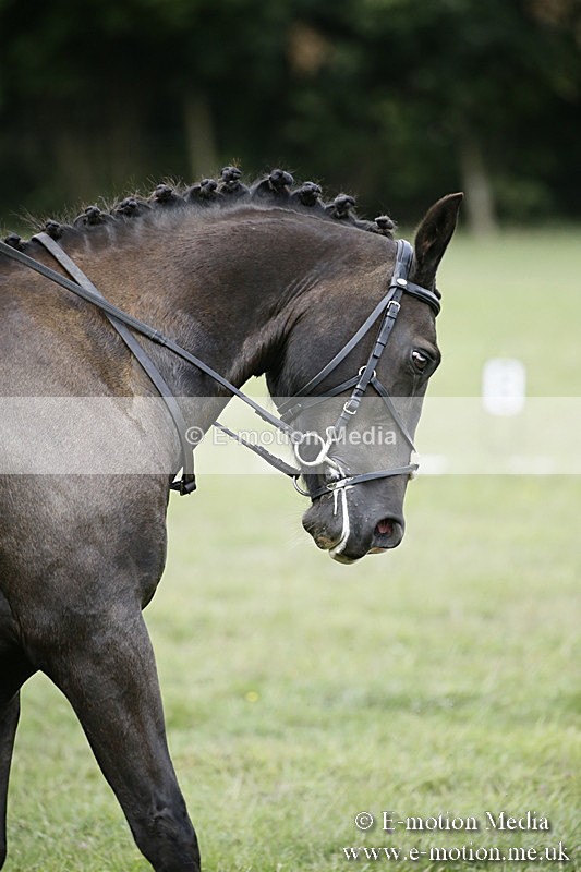 BVR090918 291 - BVRC Dressage and Show Jumping 09/09/18