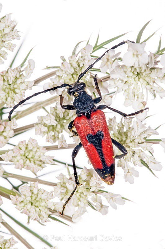 Longicorn Beetles (Stenurella bifasciata) - Small Creatures - WB