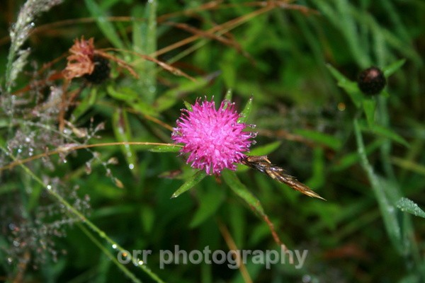 - Flowers